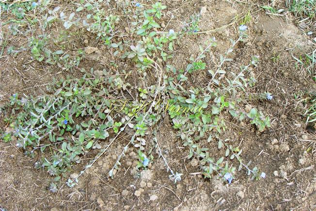  Plant